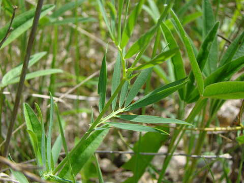 Image of Lathyrus pallescens (M. Bieb.) K. Koch