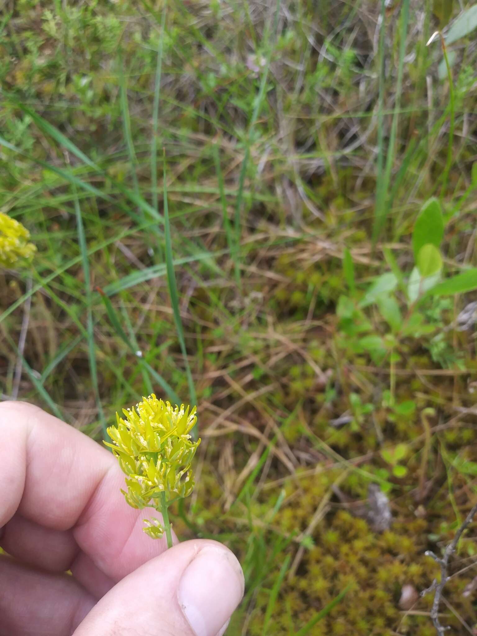 Image of yellow asphodel