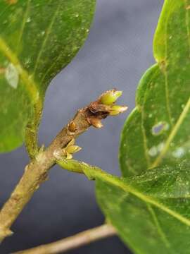 Image of Ocotea quadriporata (Burger) Kosterm.