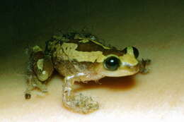 Image of Brown Banana Frog