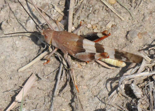 Image of Three-banded Grasshopper