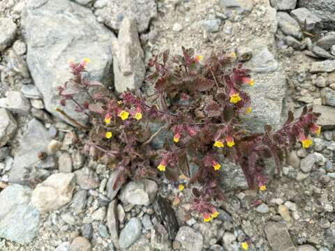 Image of Lindenbergia muraria (Roxb. ex D. Don) Brühl