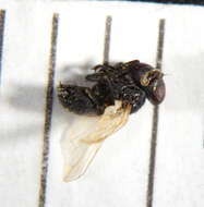 Image of Phasia mesnili (Draber-Monko 1965)