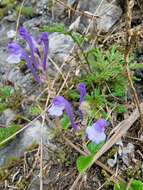 Sivun Scutellaria indica var. indica kuva