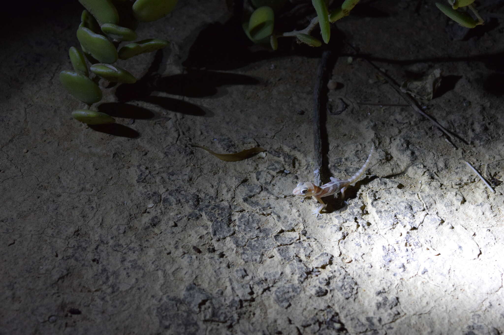 Image of Panther Gecko