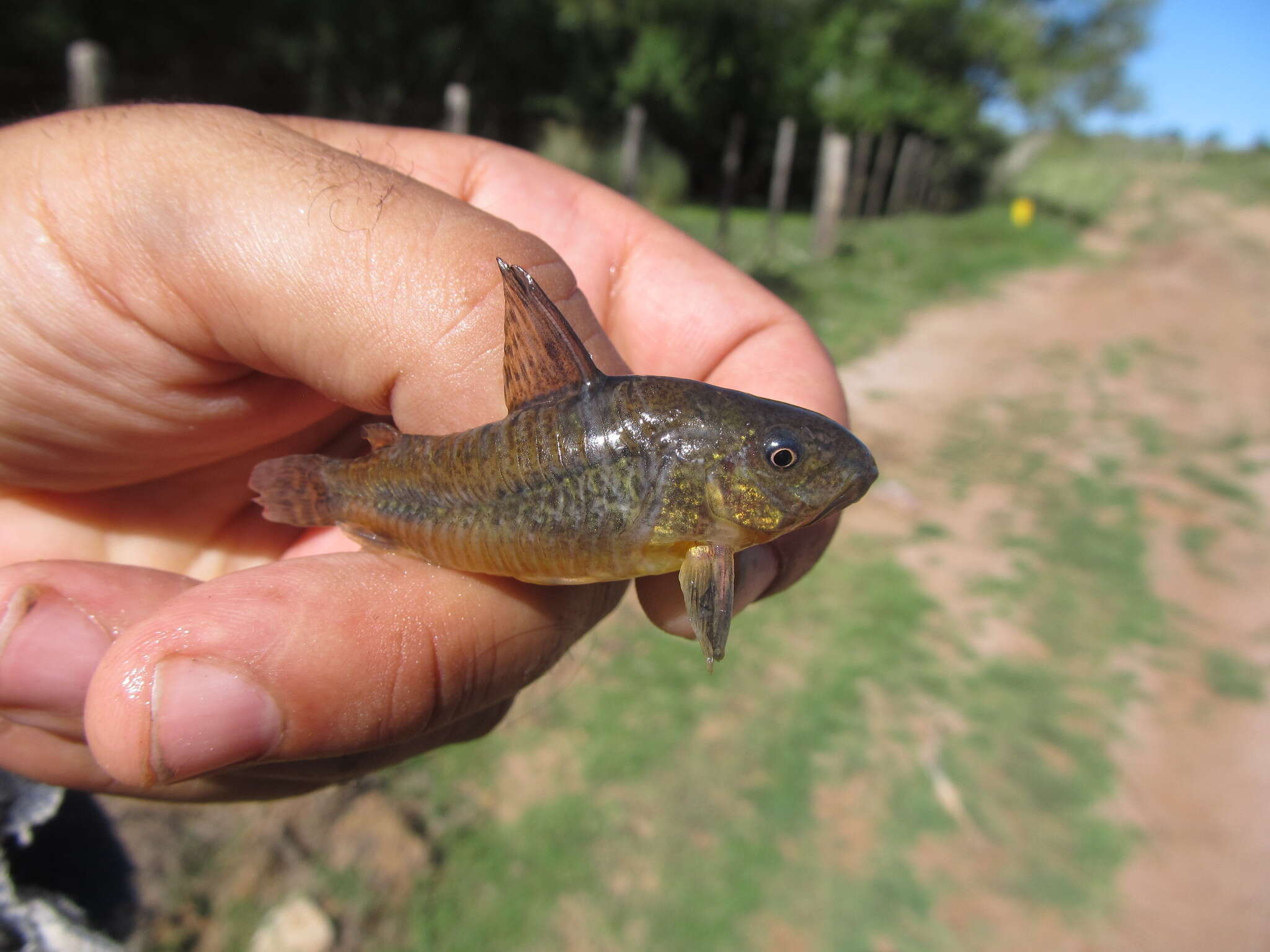 Image of peppered corydoras