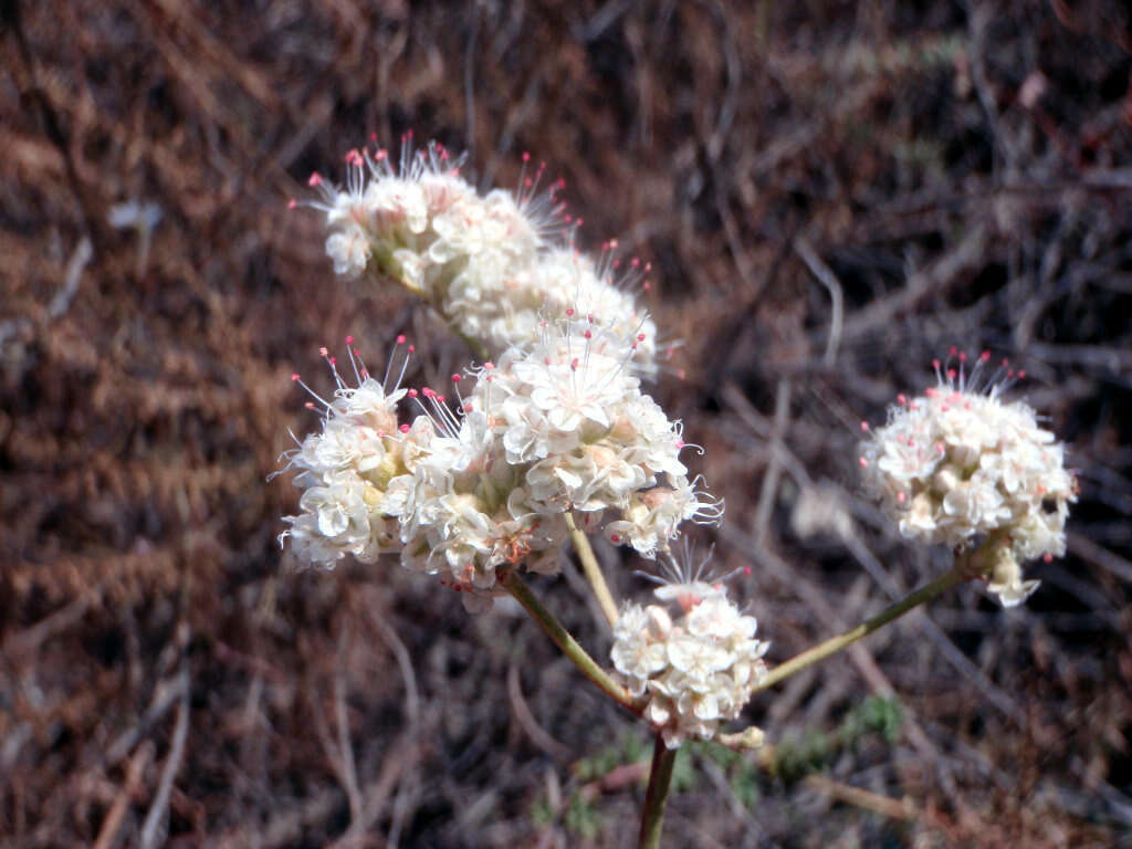 Imagem de Eriogonum fasciculatum Benth.