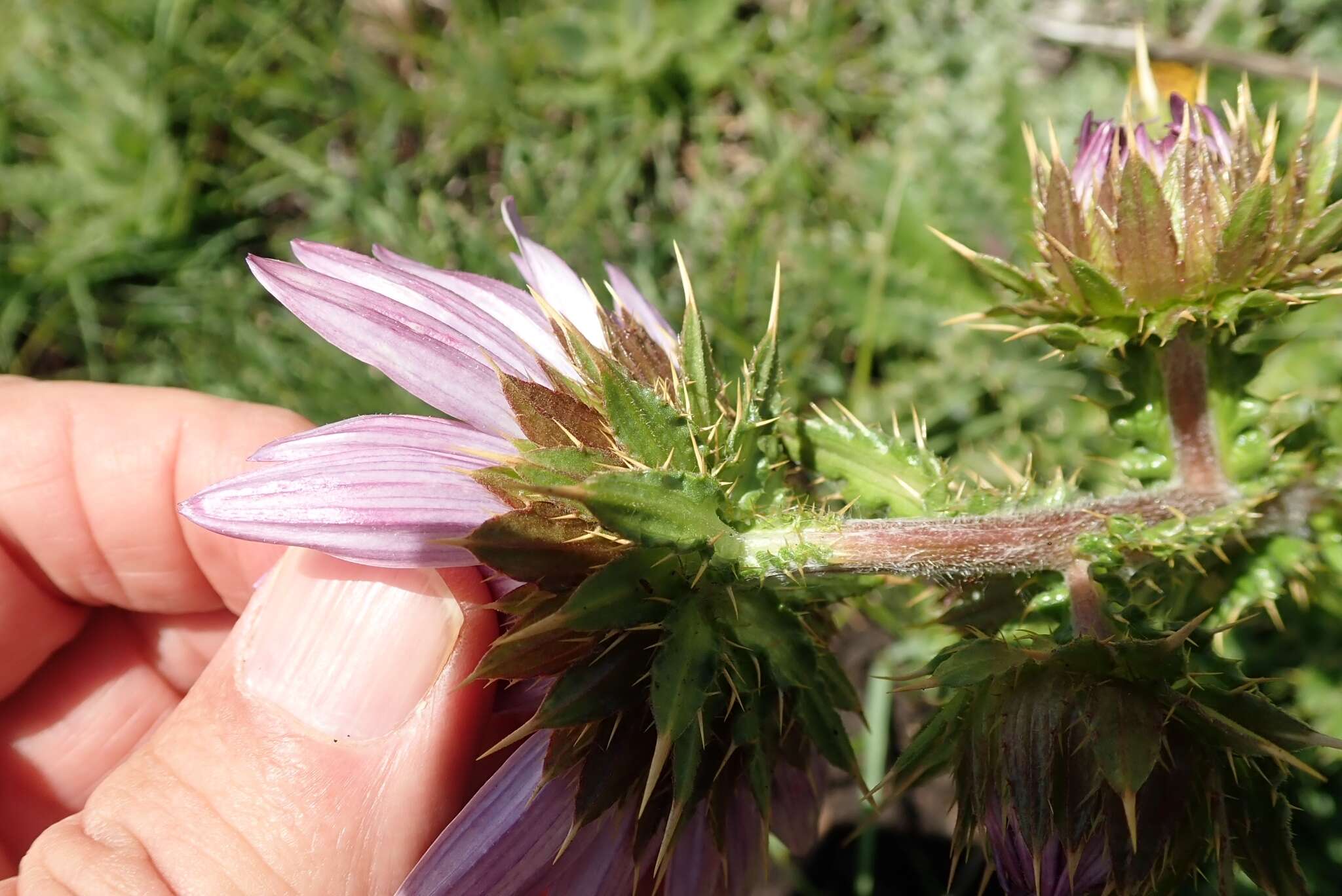 Image of Berkheya purpurea (DC.) Benth. & Hook. fil. ex Mast.