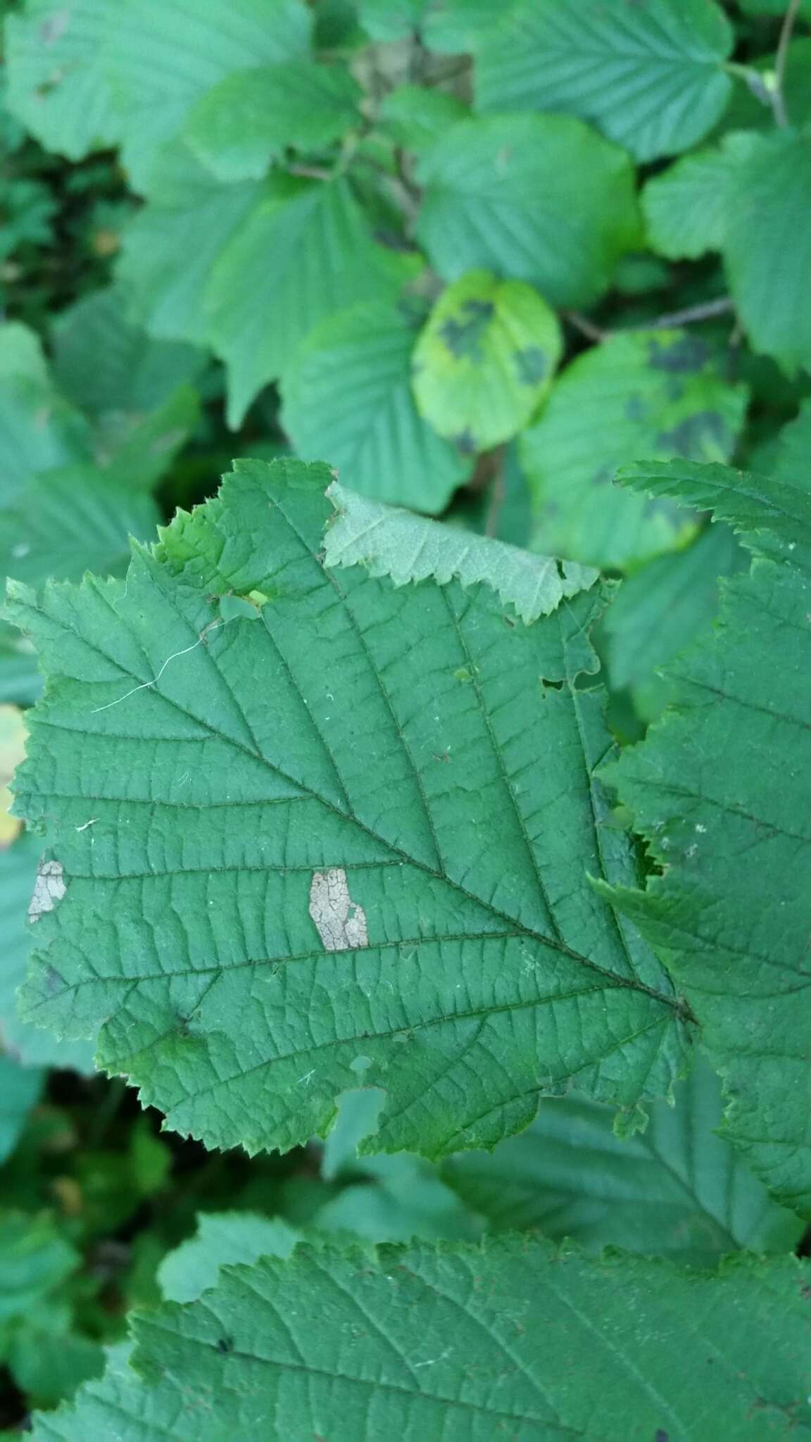 Image of Hazel Slender