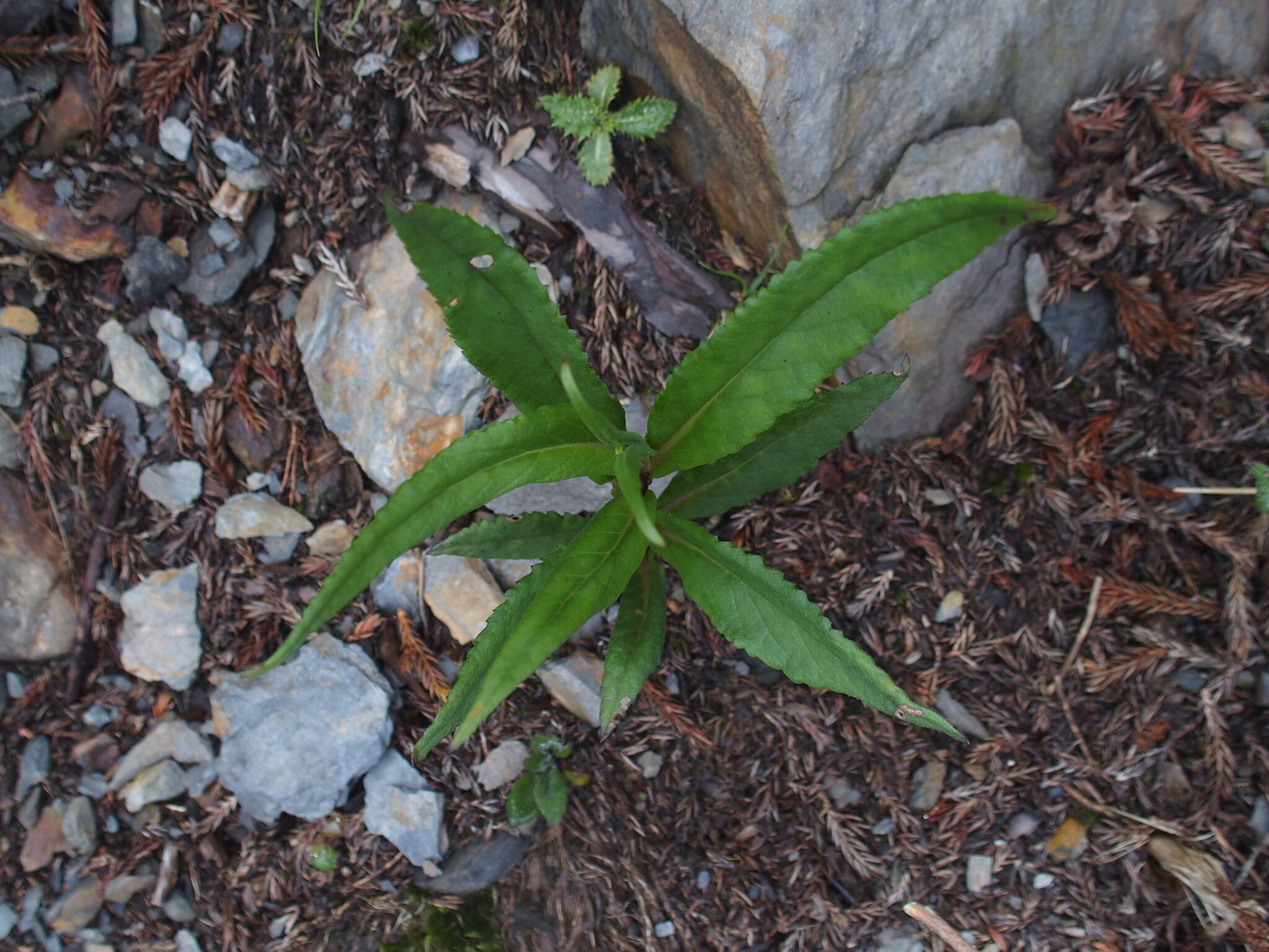 Plancia ëd Senecio morrisonensis var. dentatus Kitam.