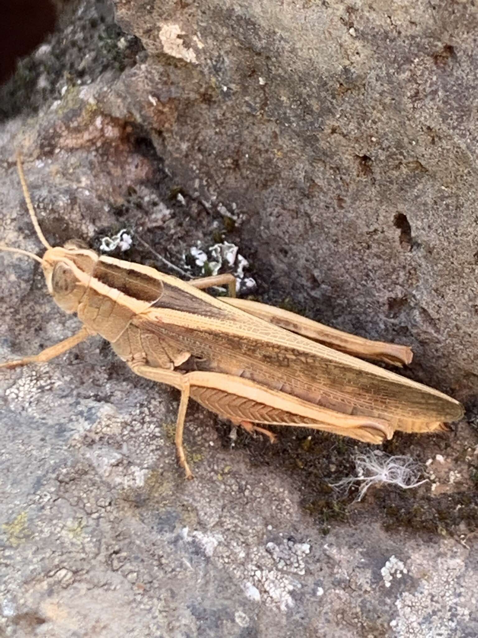 Image of Canarian Pincer Grasshopper