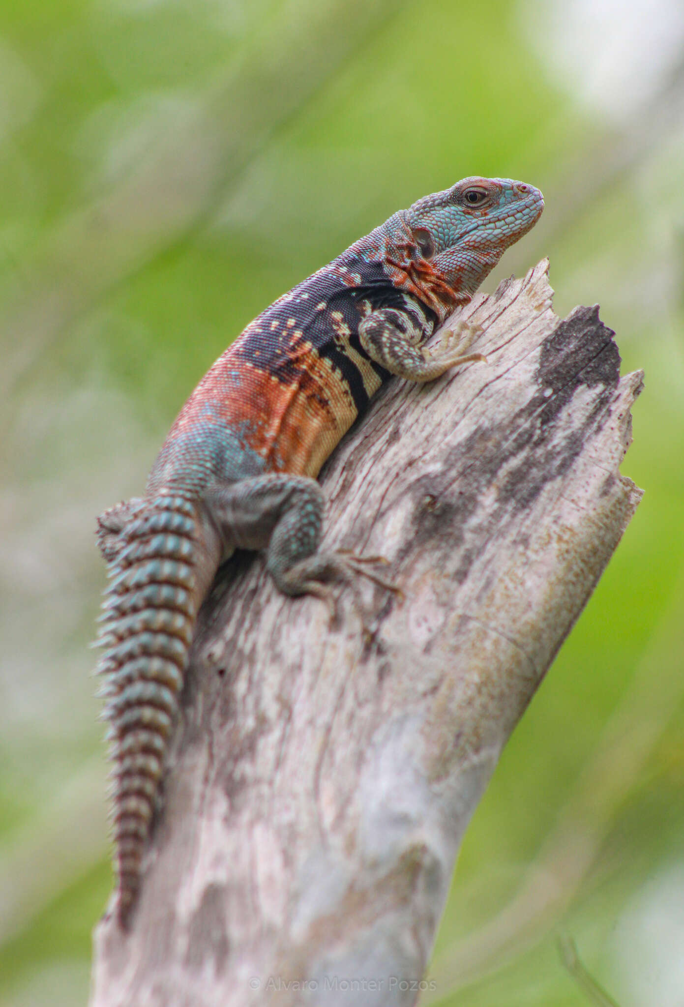 Image of Yucatán Spinytail Iguana