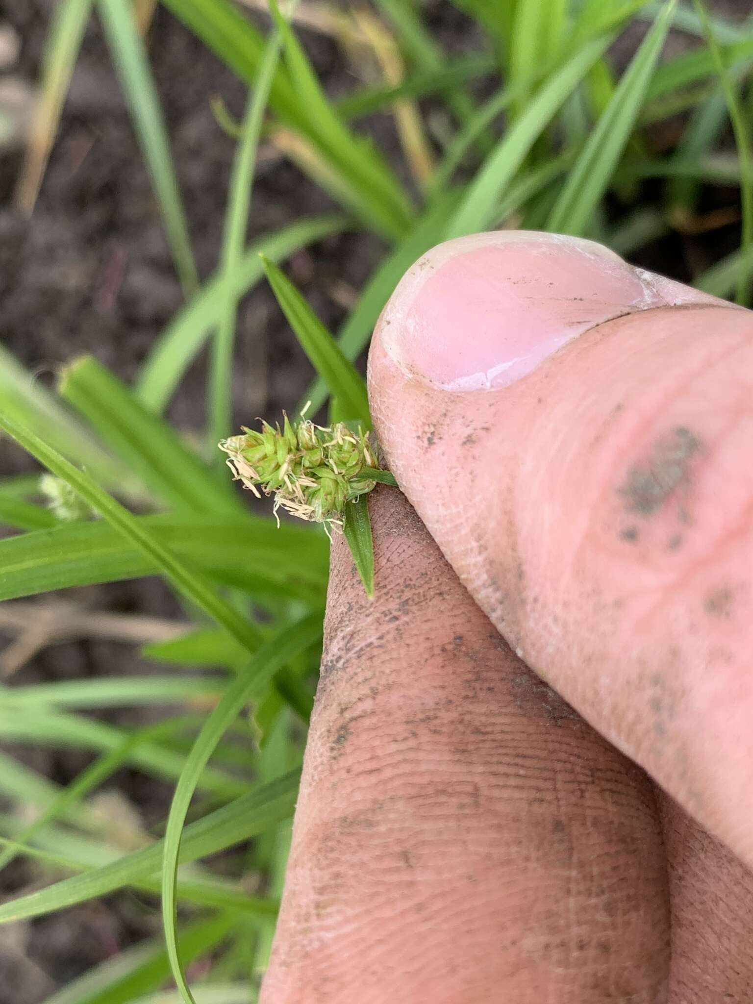 Image of Leavenworth's sedge