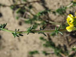 Image of Aspalathus divaricata subsp. divaricata