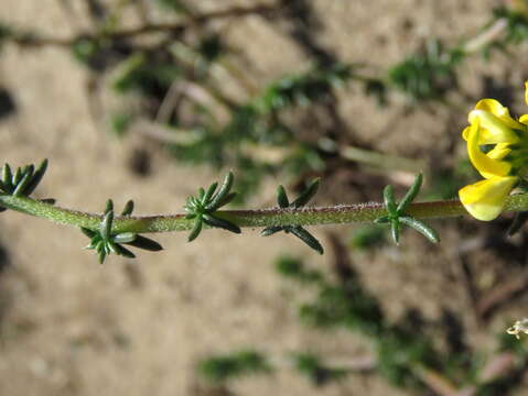 Imagem de Aspalathus divaricata Thunb.