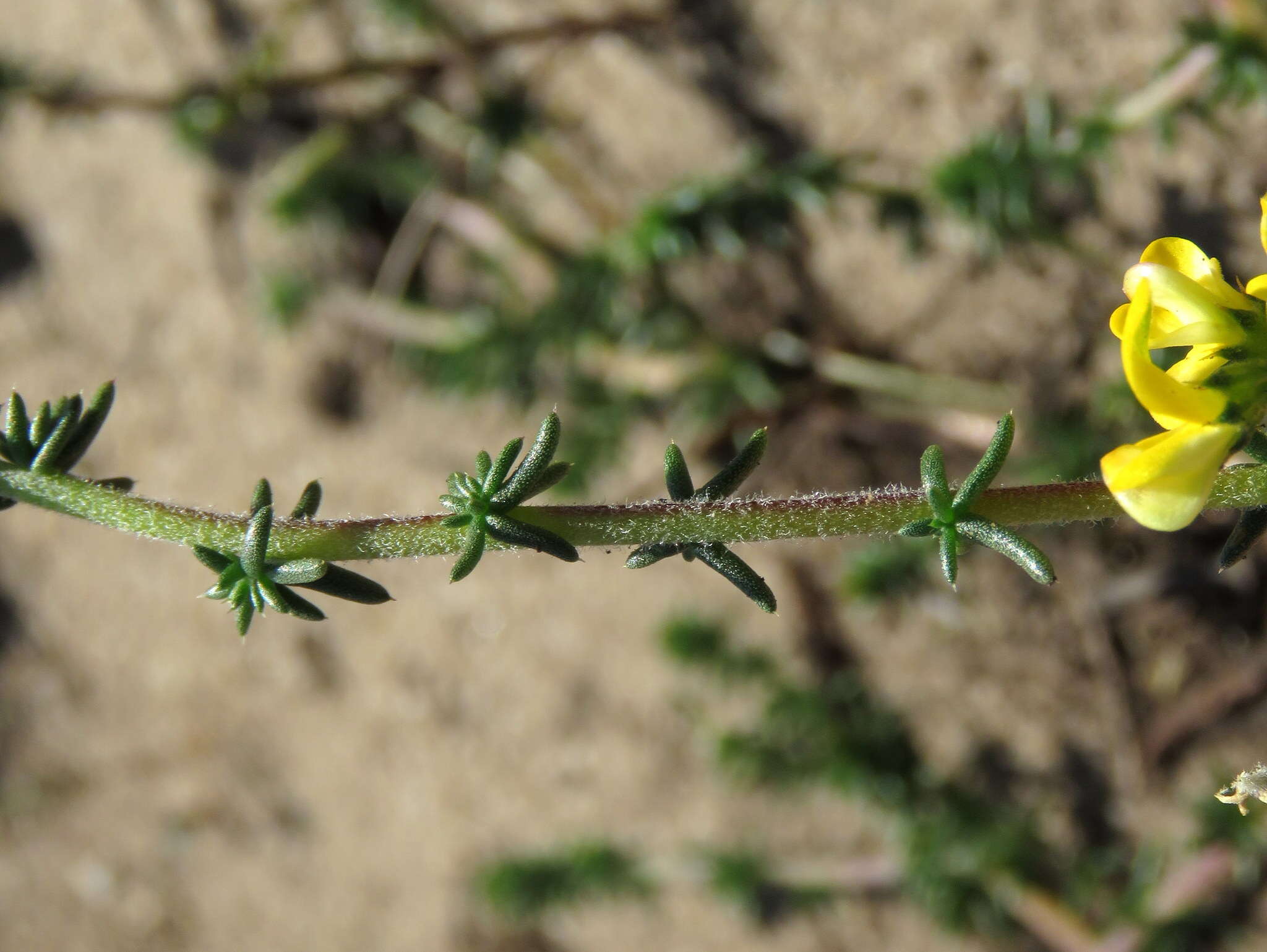 Image of Aspalathus divaricata subsp. divaricata