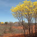 Plancia ëd Handroanthus spongiosus (Rizzini) S. O. Grose