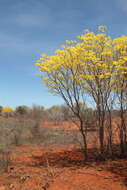 Plancia ëd Handroanthus spongiosus (Rizzini) S. O. Grose