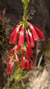 Image of Erica haematosiphon Guthrie & Bolus