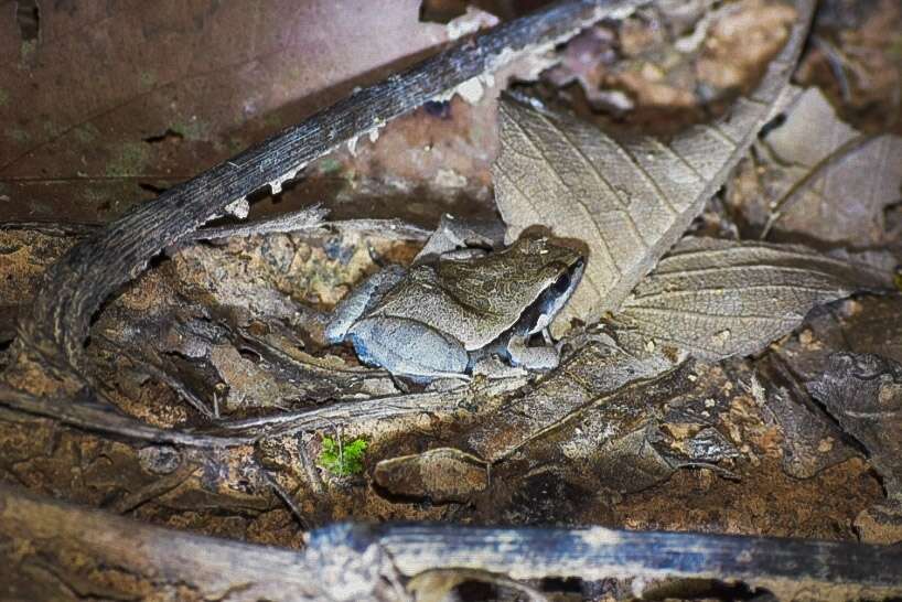 Image of Central Dwarf Frog; rãzinha