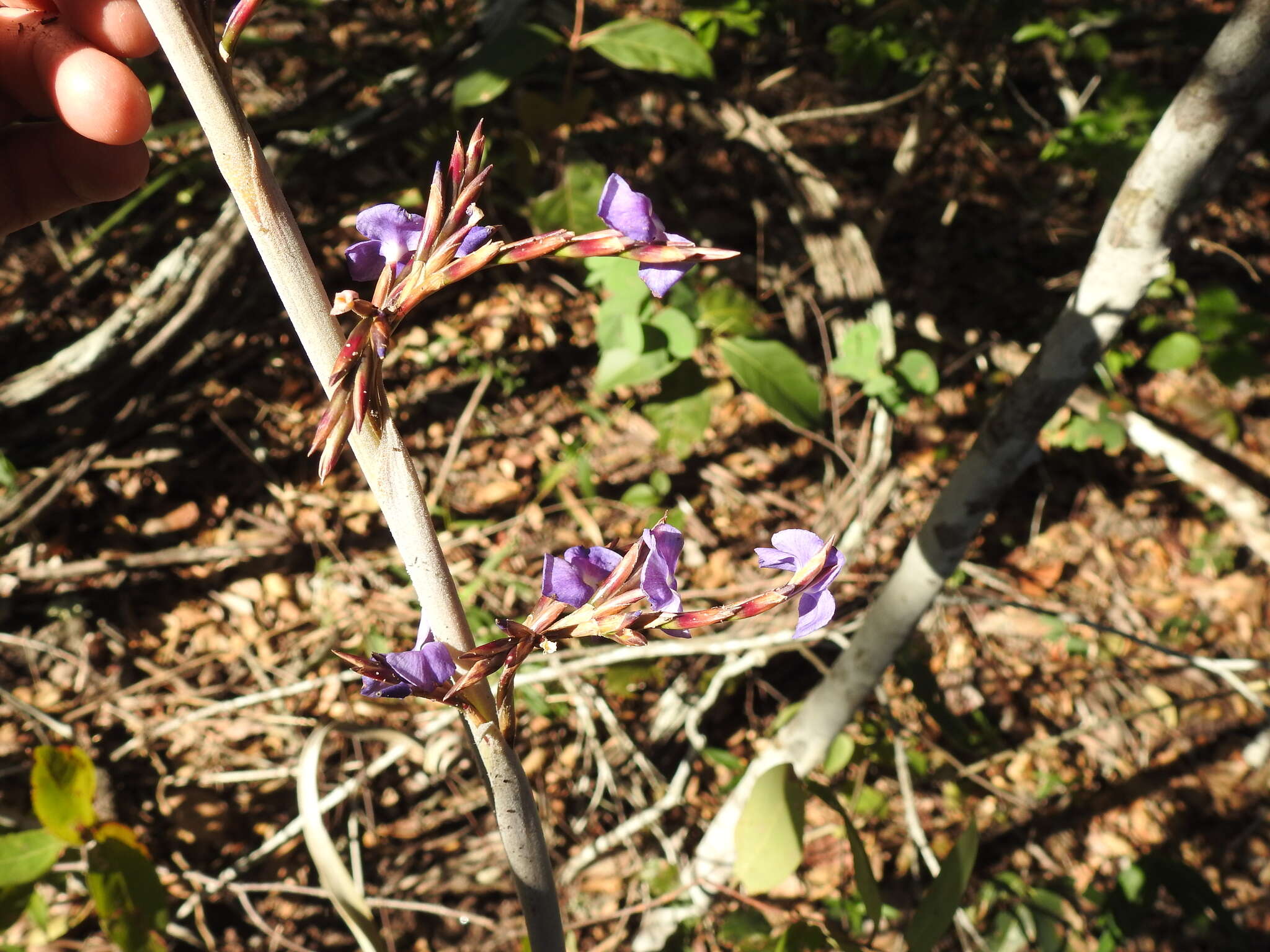 Image of Tillandsia duratii var. saxatilis (Hassl.) L. B. Sm.