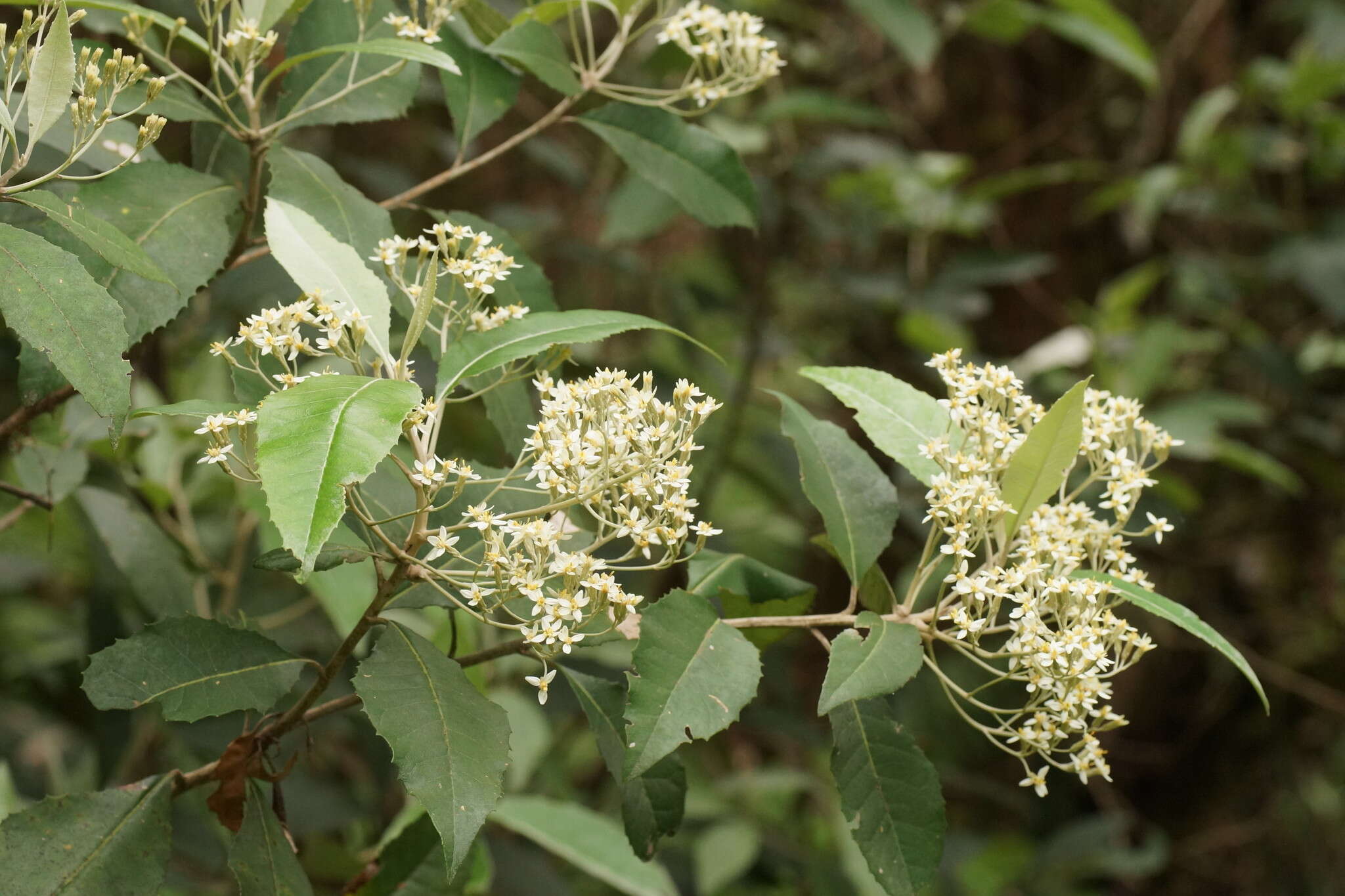 Olearia argophylla (Labill.) F. Müll. resmi