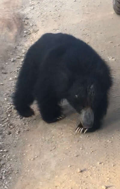 Image of Sri Lankan sloth bear