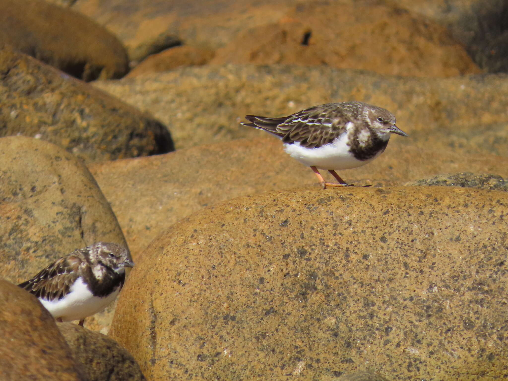 Image of Arenaria interpres interpres (Linnaeus 1758)