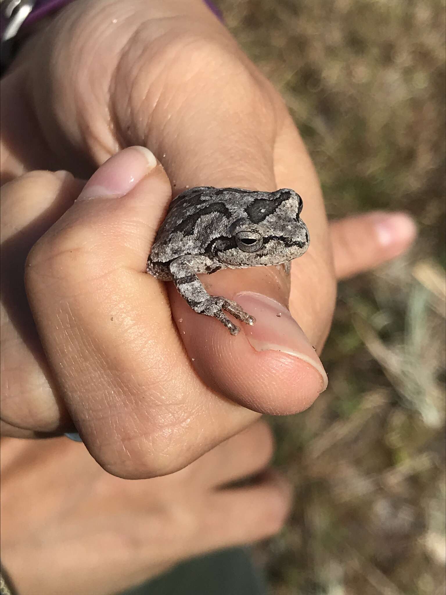 Image of Pine Woods Treefrog