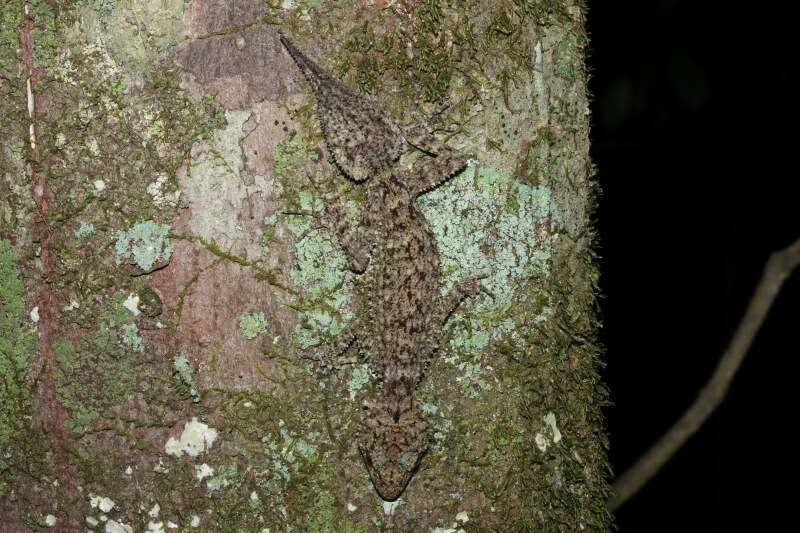 Image of Phyllurus nepthys Couper, Covacevich & Moritz 1993