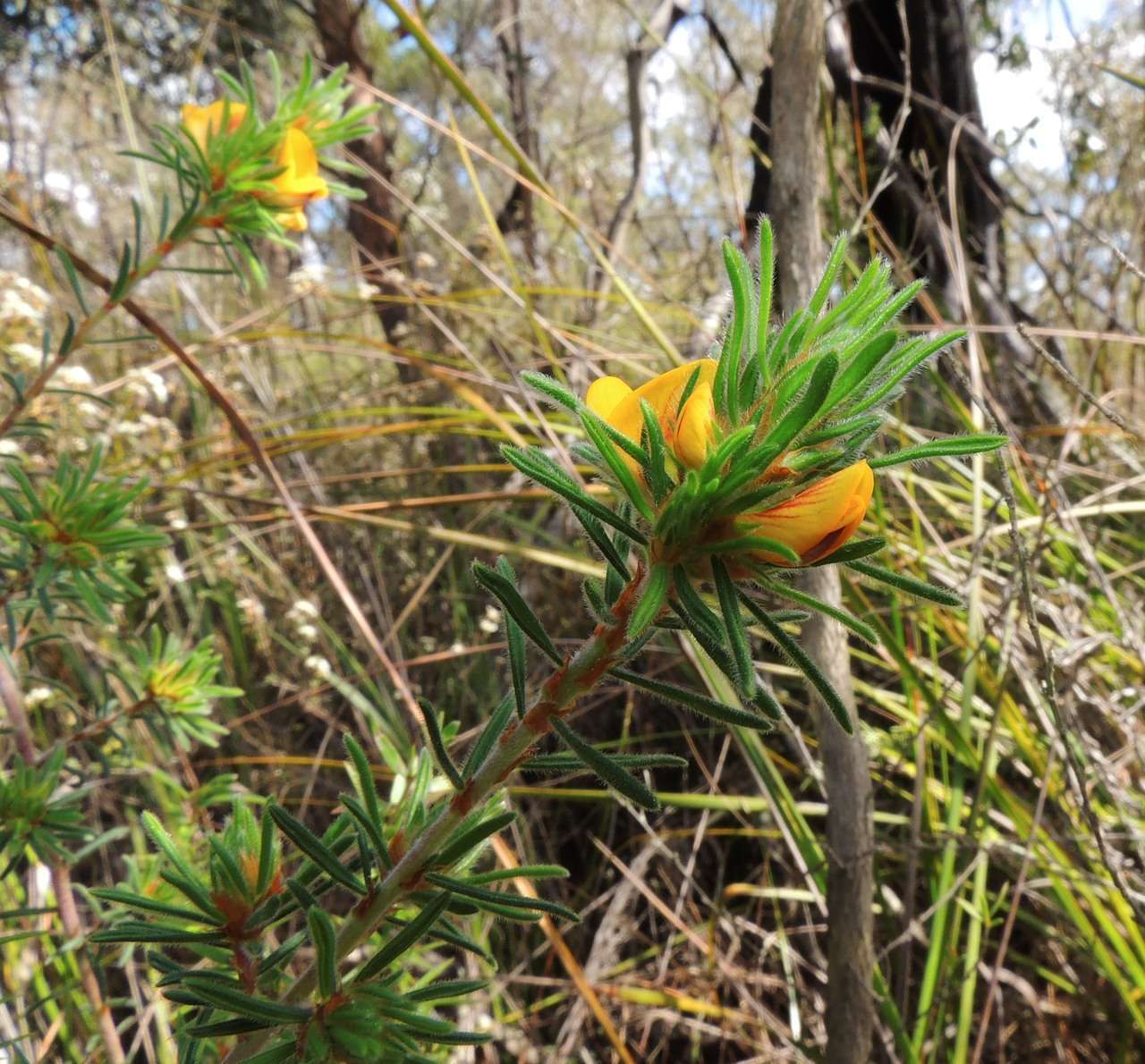 Image of Pultenaea daltonii H. B. Will.