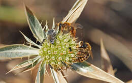 Image of Andrena variabilis Smith 1853