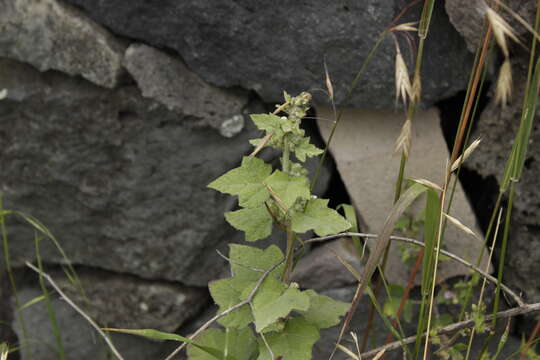 Kearnemalvastrum subtriflorum (Lag.) D. M. Bates resmi