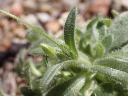 Image of Texas chickweed