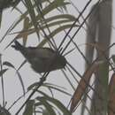 Image of Fire-capped Tit