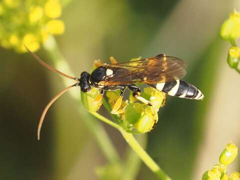 Sivun Ichneumon sarcitorius Linnaeus 1758 kuva