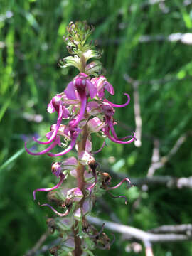 Image of elephanthead lousewort