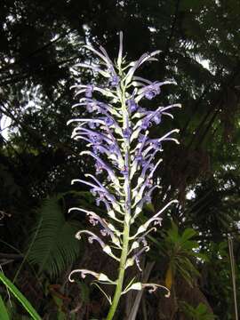 Image de Lobelia hypoleuca Hillebr.