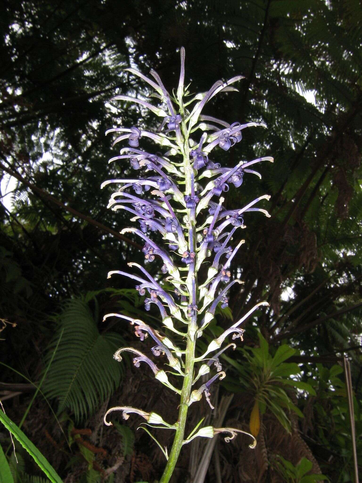 Imagem de Lobelia hypoleuca Hillebr.