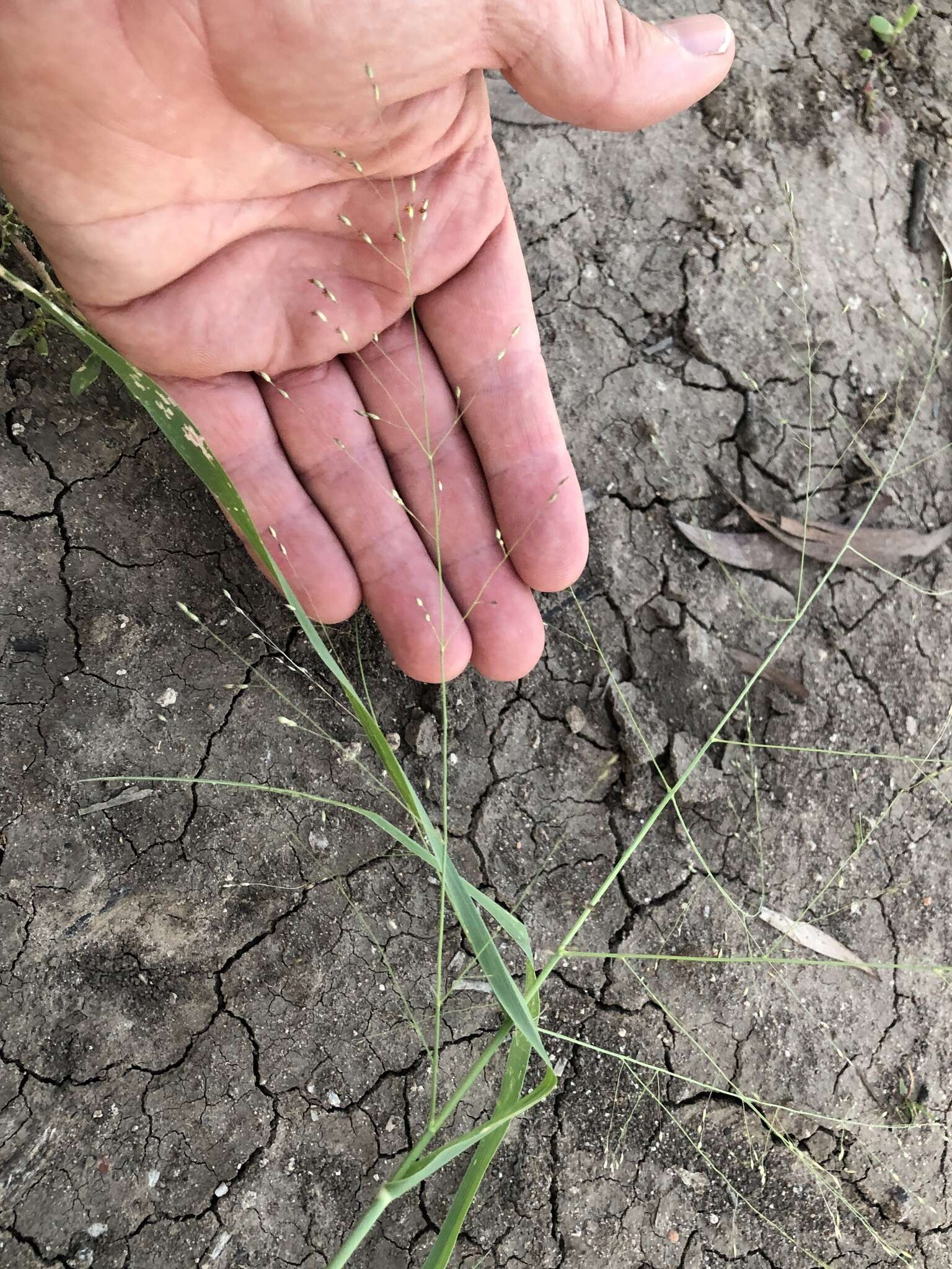 Image of Australian millet