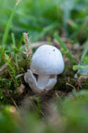 Image of Volvariella pusilla (Pers.) Singer 1951