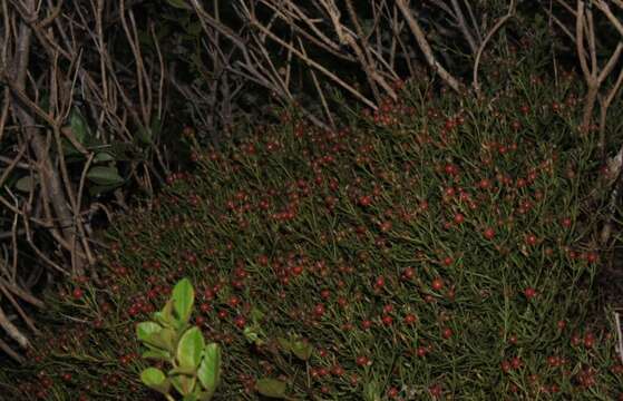 Image of Christmas berry