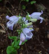 Image of Rattan's beardtongue