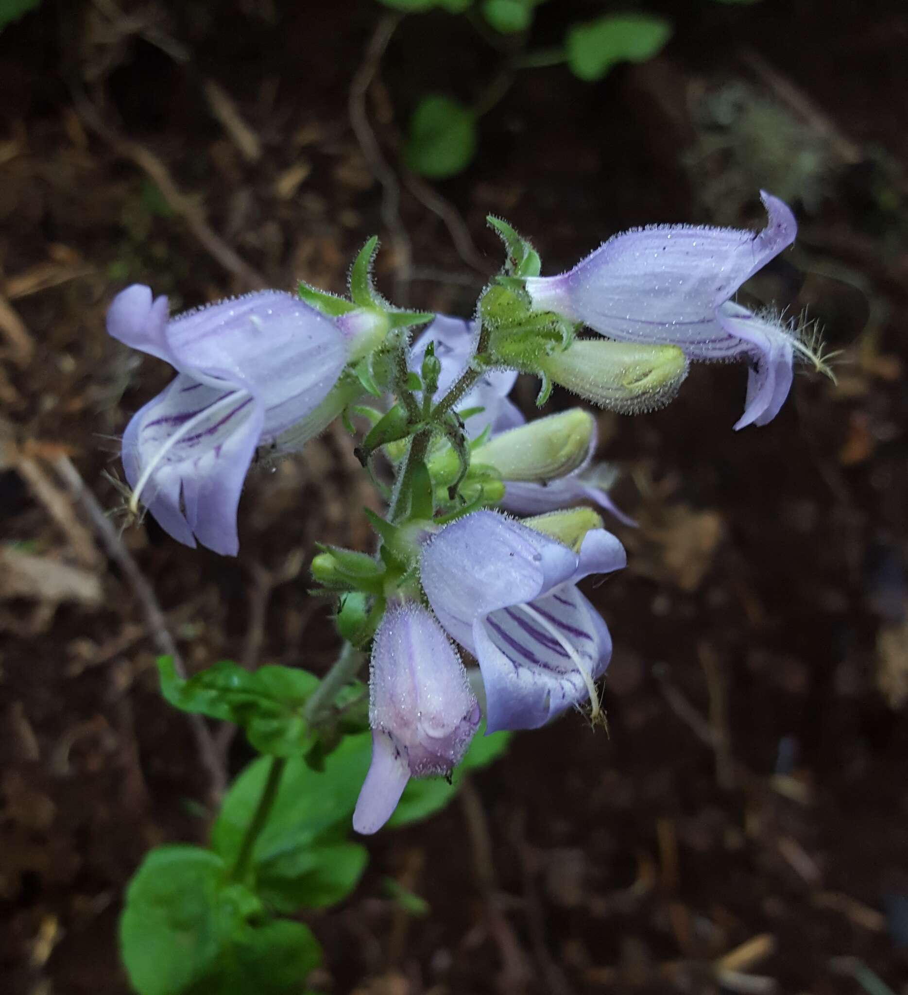 Image of Rattan's beardtongue