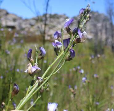 Image of 'Psoralea aphylla complex'