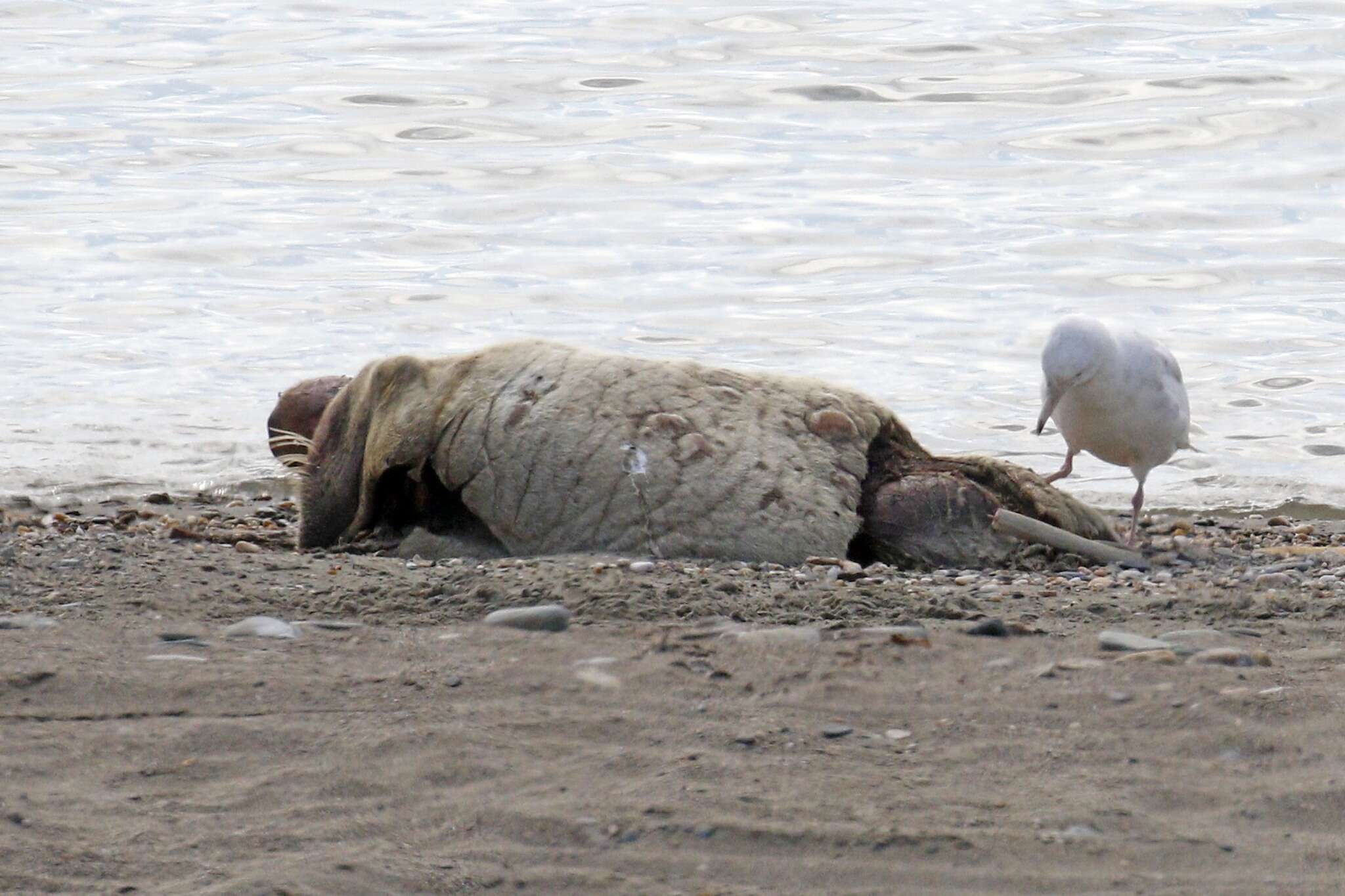 Image of Laptev Sea walrus