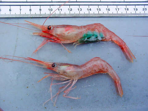 Image of northern prawn