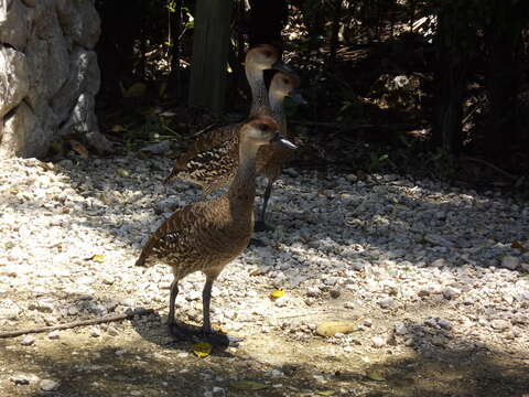 Image de Dendrocygne des Antilles