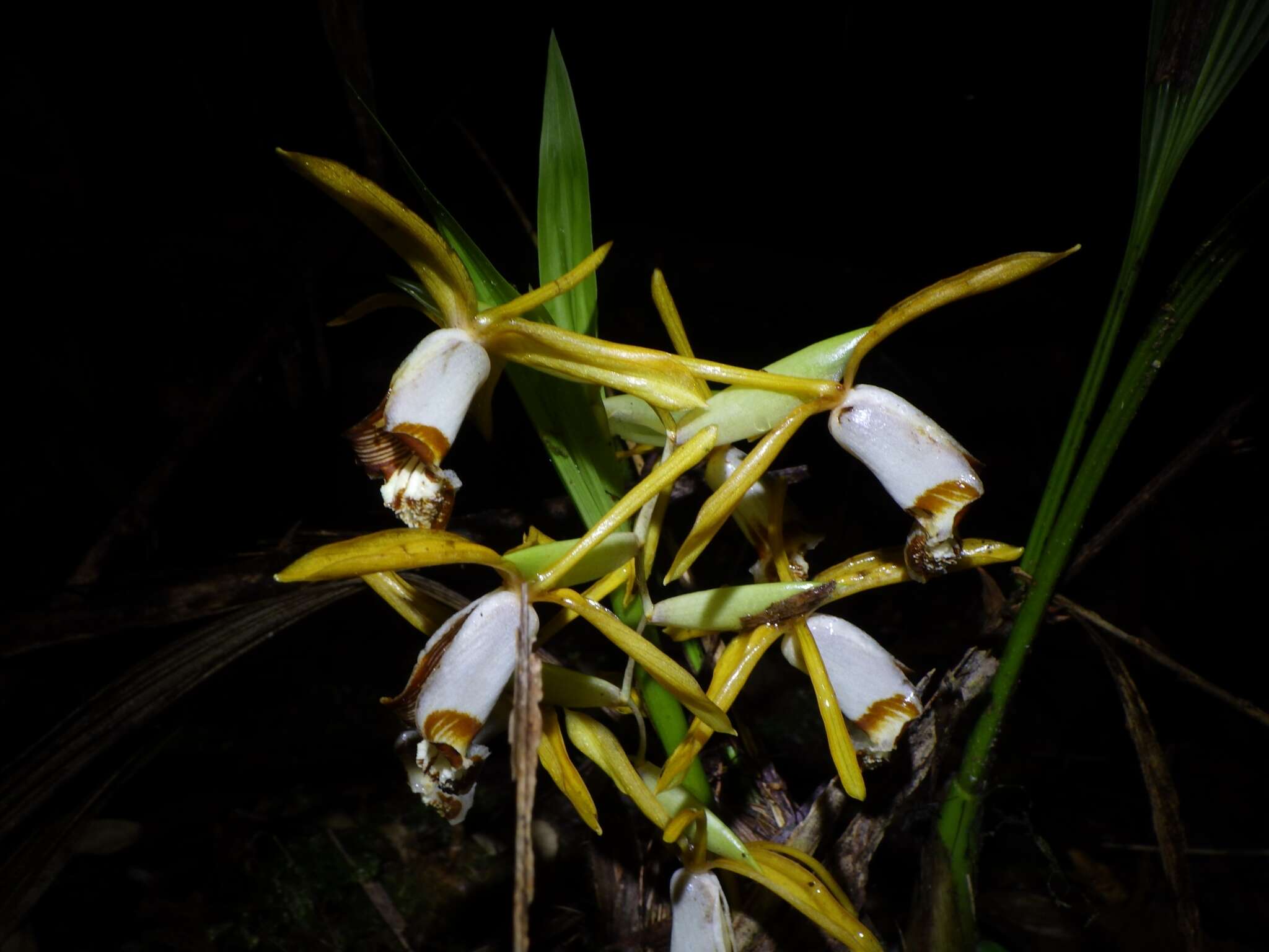 Image of Coelogyne radioferens Ames & C. Schweinf.