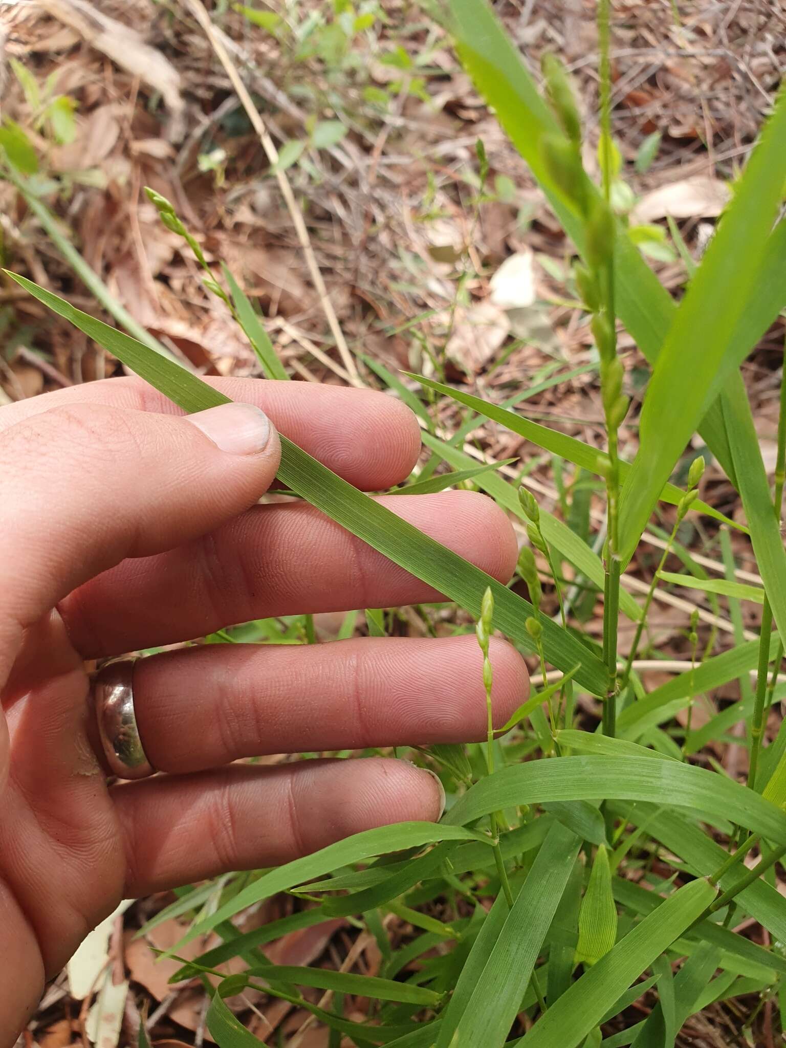 Plancia ëd Ehrharta laevis (R. Br.) Spreng.